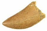 Serrated, Carcharodontosaurus Tooth - Real Dinosaur Tooth #276036-1